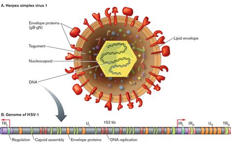 what is the hsv virus