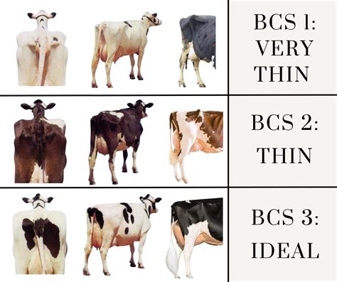 Cattle body condition scoring system (Anon.1994) Body condition scores