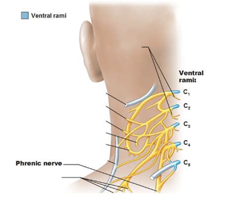 What Is The Image Below Quizlet