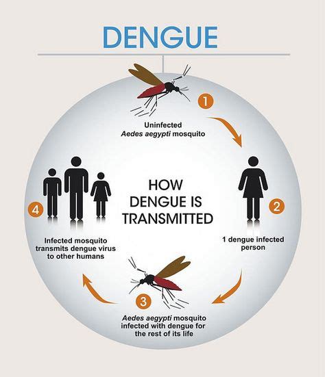 what is the infectious cycle of dengue fever