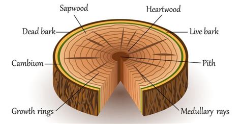 What Is The Inside Of A Tree Trunk Called