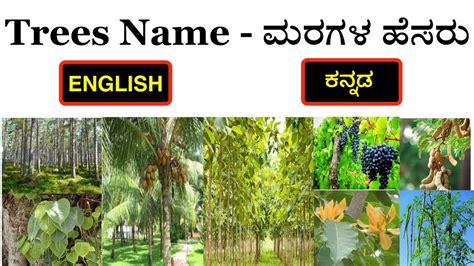 What Is The Kannada Meaning Of Maple Tree