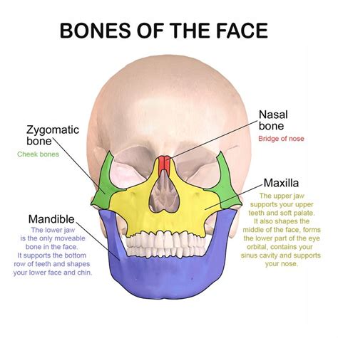what is the largest facial bone