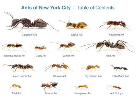 what is the largest type of ant