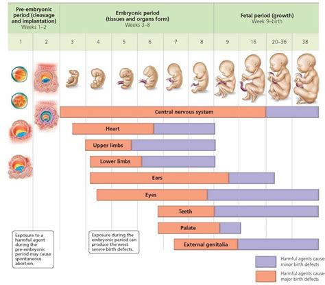 what is the last system to develop in the fetus