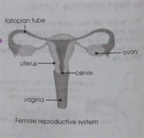 what is the last system to develop in the fetus brainly