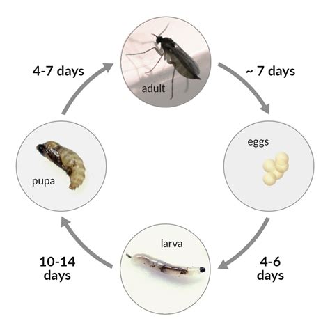 what is the life cycle of a gnat
