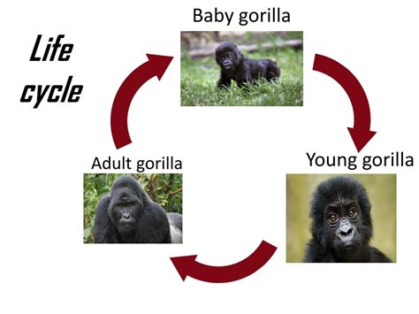 what is the life cycle of a gorilla