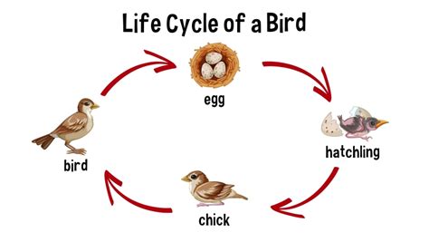 what is the life cycle of a gouldian finch