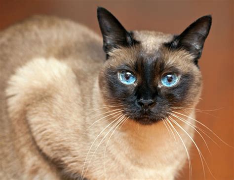 what is the life expectancy of a siamese cat