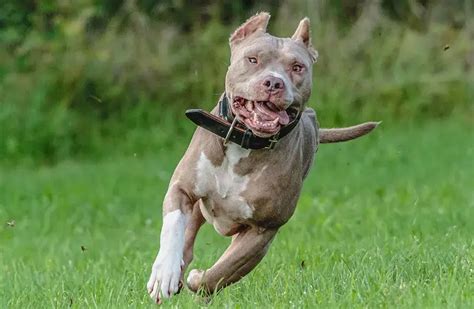 what is the lifespan of a american pitbull terrier
