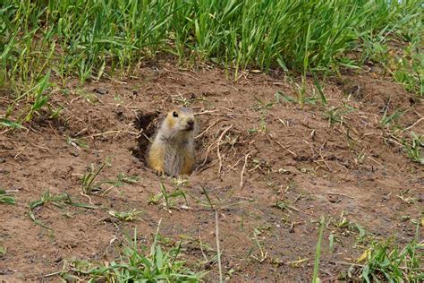 what is the lifespan of a gopher