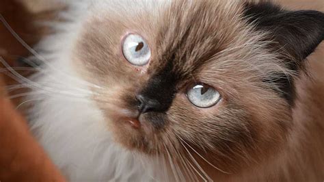 what is the lifespan of a himalayan cat