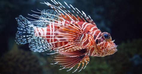 what is the lionfish