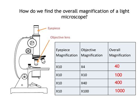 What Is The Magnification Range For An Electron Microscope