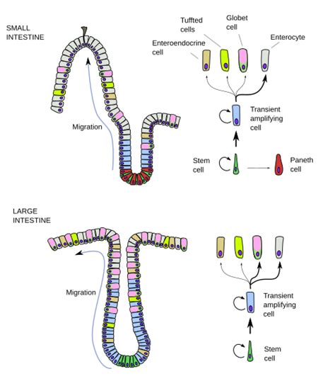 what is the main function of an enterocyte