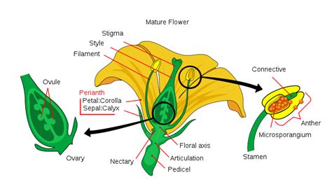 what is the main function of androecium and gynoecium