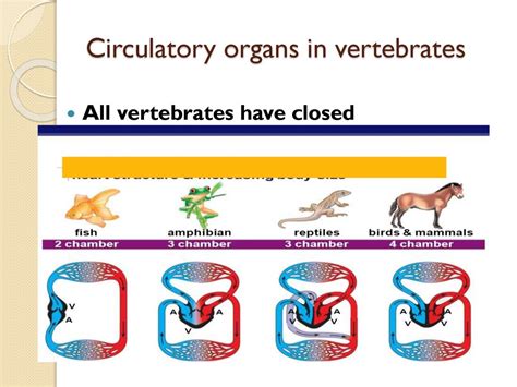 what is the main function of circulatory system in animals