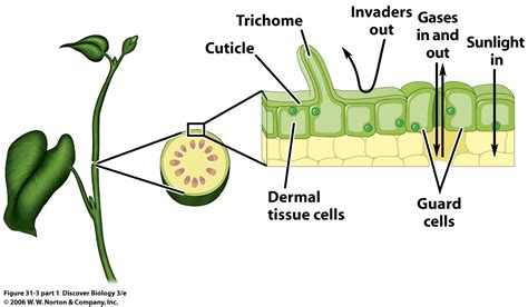 what is the main function of dermal tissue in plants