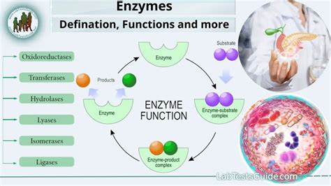 What Is The Main Function Of Enzymes In Biological Systems