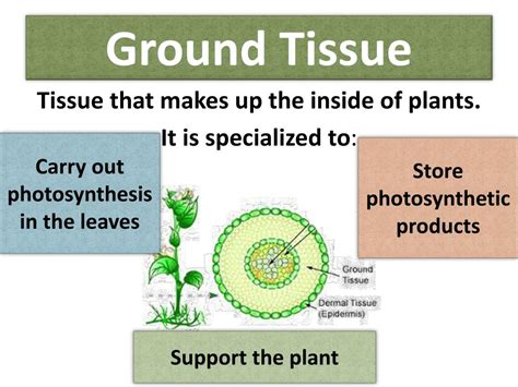 what is the main function of ground tissue in plants