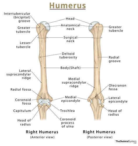 what is the main function of humerus bone