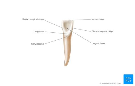 what is the main function of incisors