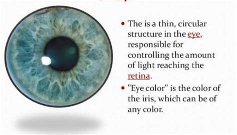 what is the main function of iris class 10