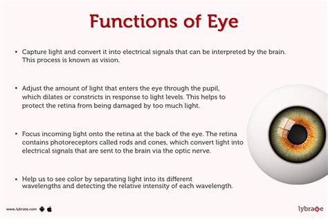 what is the main function of iris in human eye