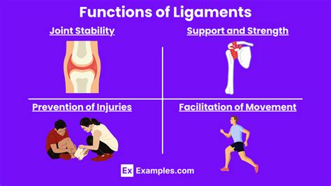 What Is The Main Function Of Ligaments