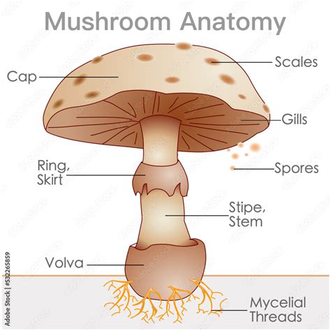 What Is The Main Function Of Mushroom Cap