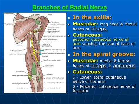 what is the main function of radius