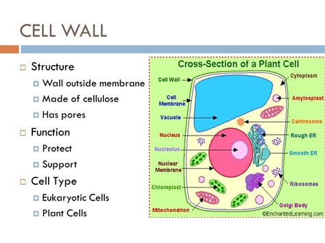 What Is The Main Function Of The Cell Wall Quizlet Labster