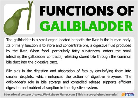 what is the main function of the gallbladder in the digestive system