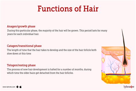 Free What Is The Main Function Of The Hair Shaft Trend This Years