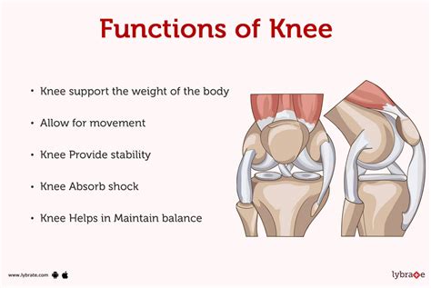 what is the main function of the kneecap