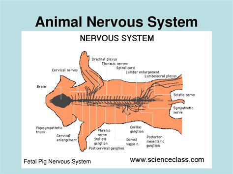what is the main function of the nervous system in animals