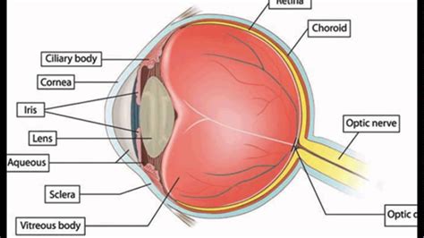 what is the main function of the rods in the eye quizlet