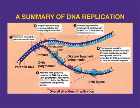 what is the main purpose of a replication study quizlet
