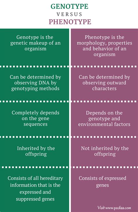 what is the major difference between genotype and phenotype explain with an example
