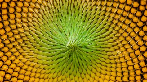 what is the mathematical pattern in nature