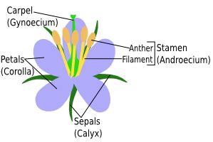 what is the meaning of androecium structure