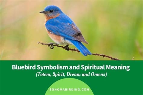 what is the meaning of bluebird