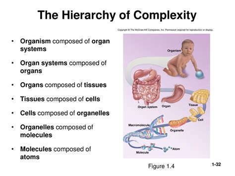 what is the meaning of complexity in biology
