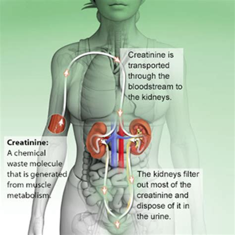 what is the meaning of creatinine