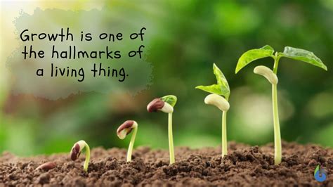 what is the meaning of growth in basic science