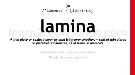 what is the meaning of lamina