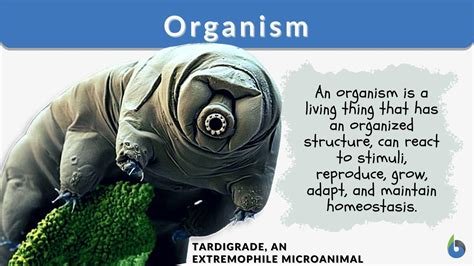 what is the meaning of organism