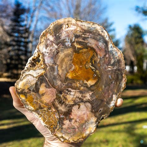 what is the meaning of petrified wood
