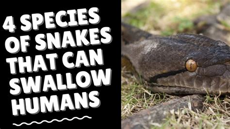 what is the meaning of snake swallow a human